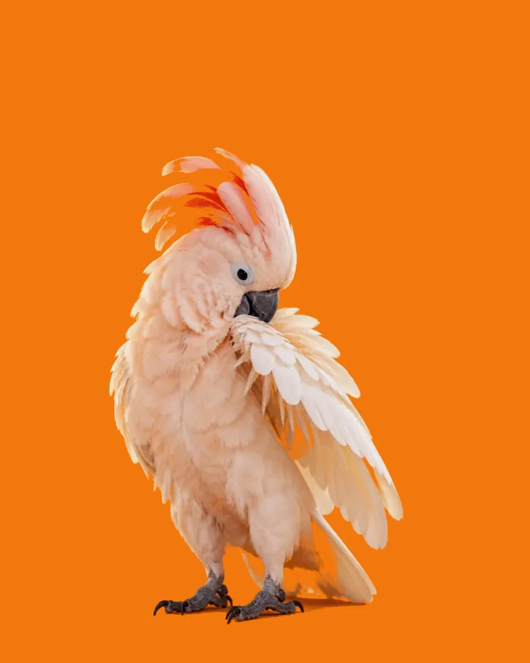 A salmon-crested cockatoo preening its wing feathers, crest raised