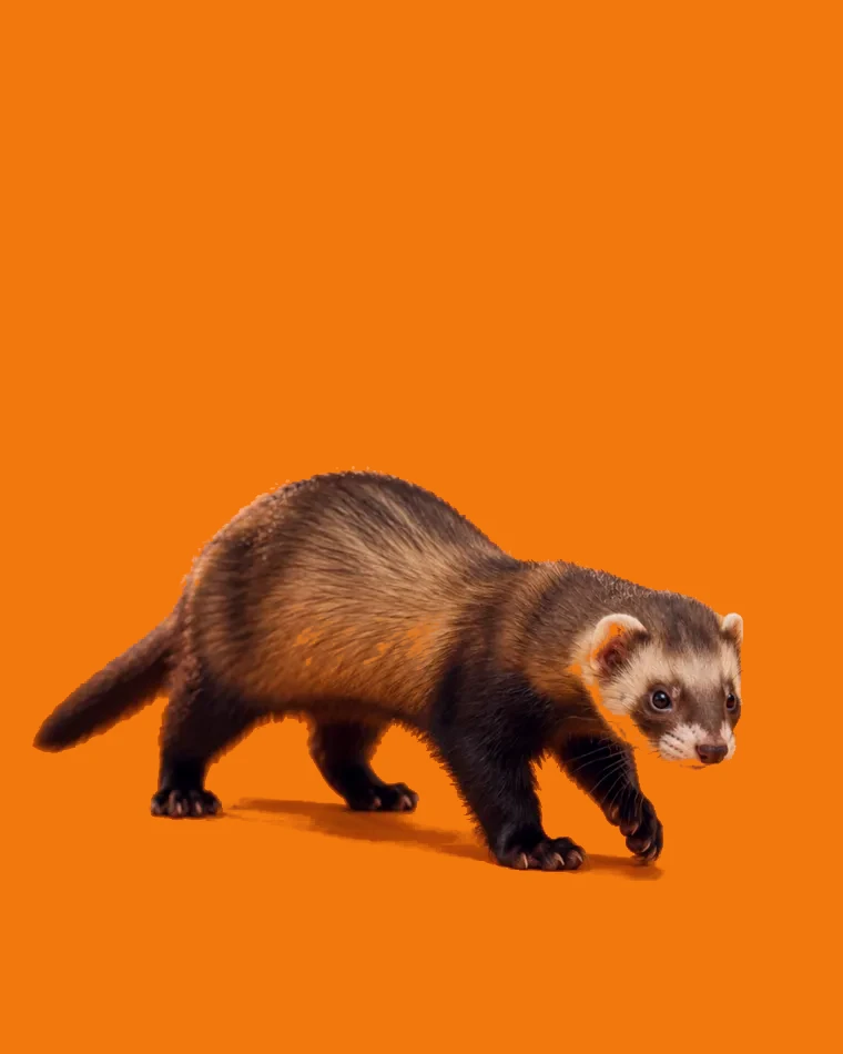 A ferret standing up on its hind legs, looking around