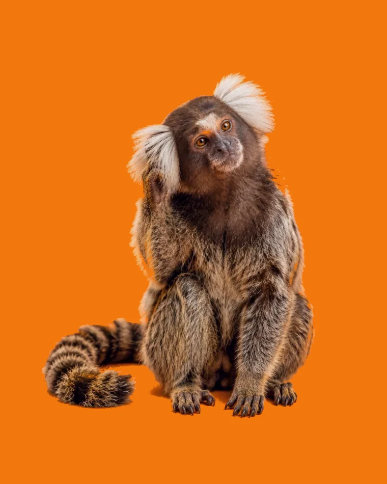 A marmoset sitting upright, scratching the side of its head as if thinking
